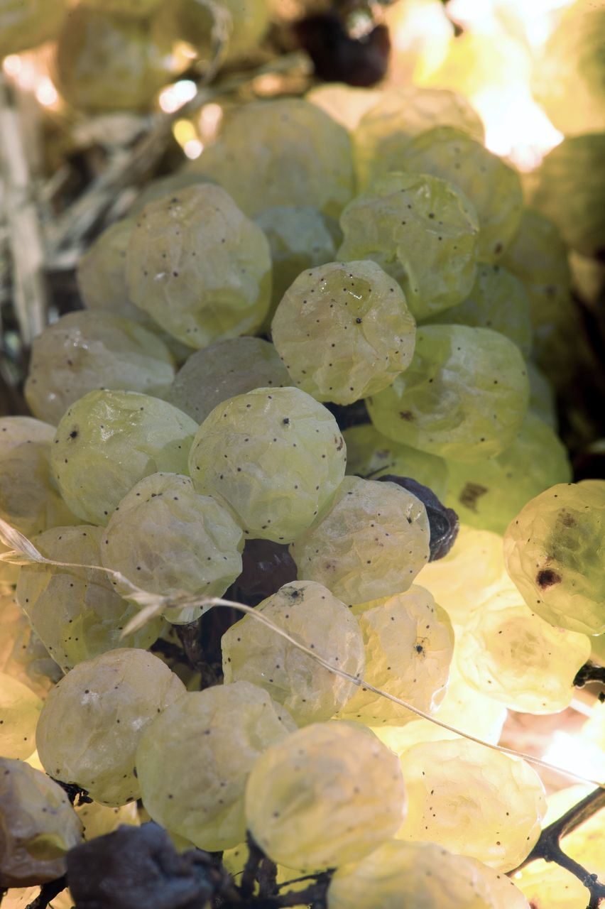 Vignoble Technique Vin de paille VDP-0011